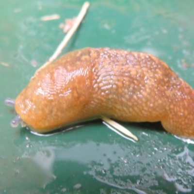 Limacus flavus (Yellow Cellar Slug) at Flynn, ACT - 28 Dec 2020 by Christine