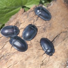 Pterohelaeus piceus (Pie-dish beetle) at Higgins, ACT - 27 Dec 2020 by AlisonMilton