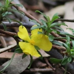 Hibbertia diffusa (Wedge Guinea Flower) at Tura Beach, NSW - 29 Dec 2020 by KylieWaldon