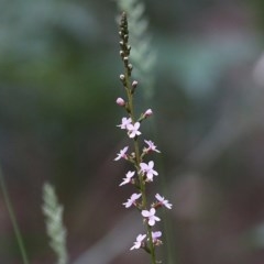 Stylidium (genus) (Trigger Plant) at Tura Beach, NSW - 29 Dec 2020 by KylieWaldon
