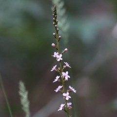 Stylidium sp. (Trigger Plant) at Tura Beach, NSW - 28 Dec 2020 by KylieWaldon