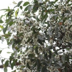 Eucalyptus globoidea (White Stringybark) at Tura Beach, NSW - 28 Dec 2020 by Kyliegw