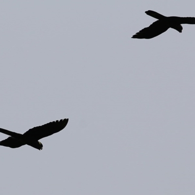 Zanda funerea (Yellow-tailed Black-Cockatoo) at Tura Beach, NSW - 28 Dec 2020 by Kyliegw