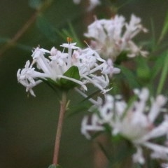 Pimelea linifolia subsp. linifolia (Queen of the Bush, Slender Rice-flower) at Tura Beach, NSW - 28 Dec 2020 by Kyliegw