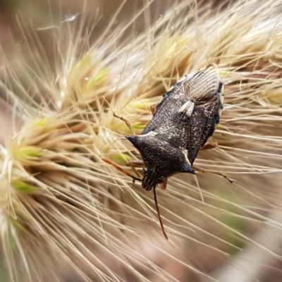 Oechalia schellenbergii (Spined Predatory Shield Bug) at Kowen, ACT - 28 Dec 2020 by tpreston