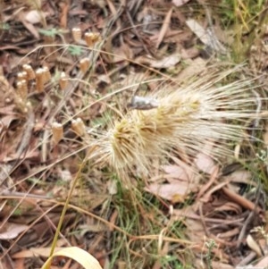 Cynosurus echinatus at Kowen, ACT - 29 Dec 2020