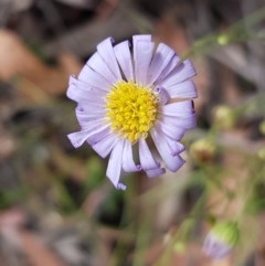 Brachyscome rigidula (Hairy Cut-leaf Daisy) at Kowen, ACT - 28 Dec 2020 by tpreston