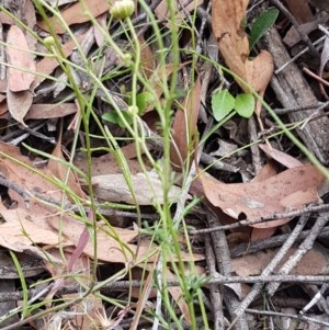 Brachyscome rigidula at Kowen, ACT - 29 Dec 2020