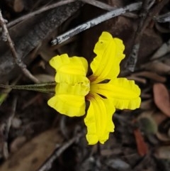 Goodenia hederacea (Ivy Goodenia) at Kowen Escarpment - 29 Dec 2020 by trevorpreston