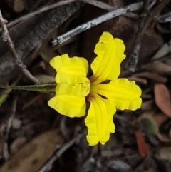 Goodenia hederacea (Ivy Goodenia) at Kowen Escarpment - 28 Dec 2020 by tpreston