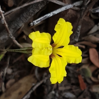 Goodenia hederacea (Ivy Goodenia) at Kowen Escarpment - 29 Dec 2020 by trevorpreston