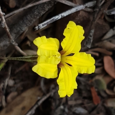 Goodenia hederacea (Ivy Goodenia) at Kowen Escarpment - 28 Dec 2020 by tpreston