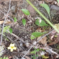 Goodenia hederacea at Kowen, ACT - 29 Dec 2020