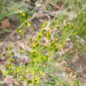 Senecio bathurstianus at Kowen, ACT - 29 Dec 2020