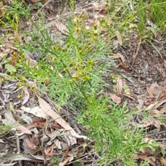 Senecio bathurstianus at Kowen, ACT - 29 Dec 2020