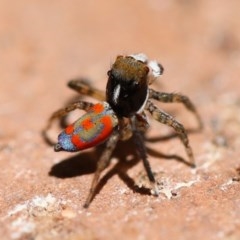 Maratus pavonis (Dunn's peacock spider) at Campbell, ACT - 28 Dec 2020 by debhart