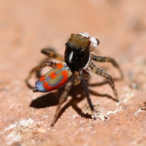 Maratus pavonis at Campbell, ACT - suppressed