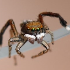 Maratus pavonis at Campbell, ACT - suppressed