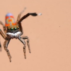 Maratus pavonis at Campbell, ACT - 28 Dec 2020