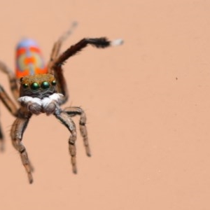 Maratus pavonis at Campbell, ACT - suppressed