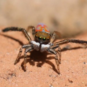 Maratus pavonis at Campbell, ACT - suppressed