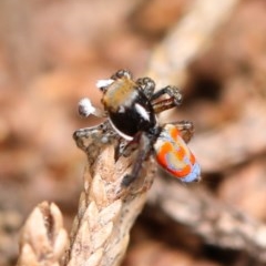 Maratus pavonis at Campbell, ACT - 28 Dec 2020