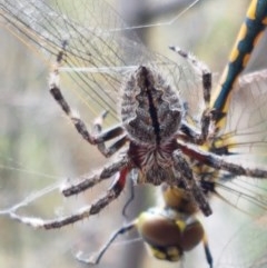 Araneinae (subfamily) (Orb weaver) at Kowen Escarpment - 28 Dec 2020 by tpreston