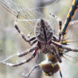 Araneinae (subfamily) at Kowen, ACT - 29 Dec 2020