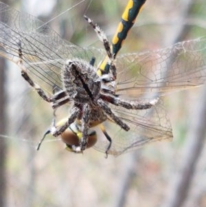 Araneinae (subfamily) at Kowen, ACT - 29 Dec 2020