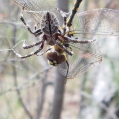 Araneinae (subfamily) at Kowen, ACT - 29 Dec 2020