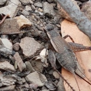 Eurepa marginipennis at Kowen, ACT - 29 Dec 2020