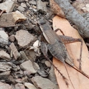 Eurepa marginipennis at Kowen, ACT - 29 Dec 2020