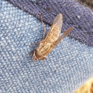 Dasybasis sp. (genus) at Kowen, ACT - 29 Dec 2020