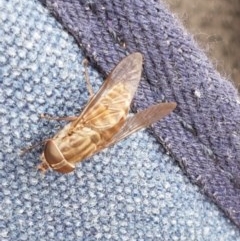 Dasybasis sp. (genus) at Kowen, ACT - 29 Dec 2020