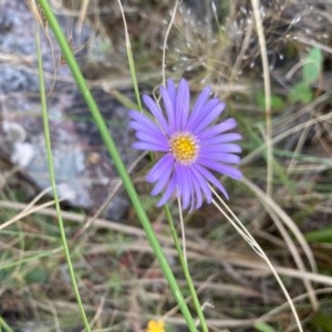 Brachyscome spathulata at Acton, ACT - 29 Dec 2020