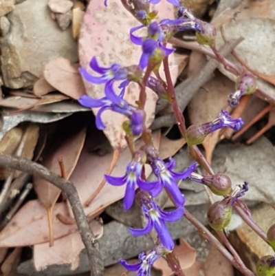 Lobelia browniana at Kowen Escarpment - 29 Dec 2020 by trevorpreston