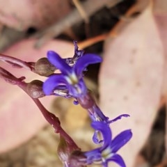 Lobelia browniana at Kowen, ACT - 29 Dec 2020 11:00 AM