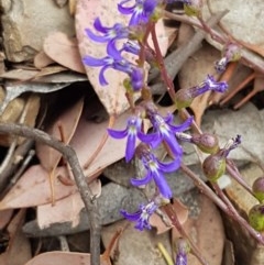 Lobelia browniana at Kowen, ACT - 29 Dec 2020 11:00 AM