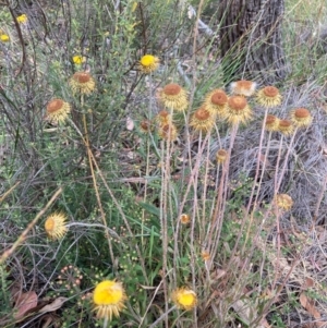 Coronidium oxylepis subsp. lanatum at Black Mountain - 29 Dec 2020 11:25 AM