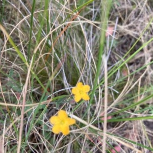 Hypericum gramineum at Acton, ACT - 29 Dec 2020