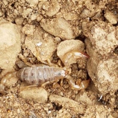 Urodacus manicatus (Black Rock Scorpion) at Kowen Escarpment - 29 Dec 2020 by trevorpreston