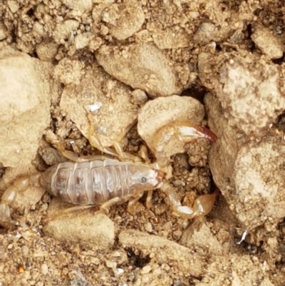 Urodacus manicatus (Black Rock Scorpion) at Kowen Escarpment - 29 Dec 2020 by tpreston