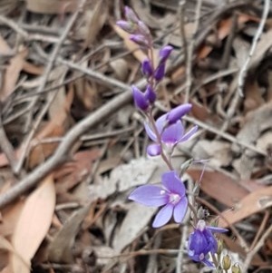 Veronica perfoliata at Kowen, ACT - 29 Dec 2020