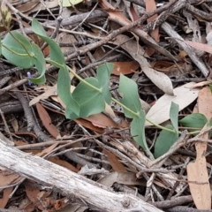 Veronica perfoliata at Kowen, ACT - 29 Dec 2020