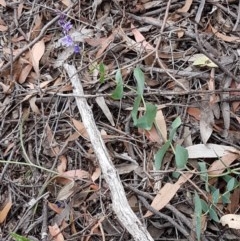 Veronica perfoliata at Kowen, ACT - 29 Dec 2020