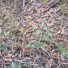 Veronica perfoliata at Kowen, ACT - 29 Dec 2020