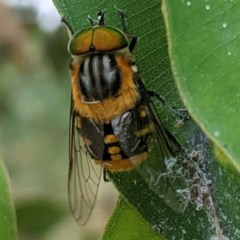 Scaptia sp. (genus) (March fly) at Australian National University - 28 Dec 2020 by HelenCross