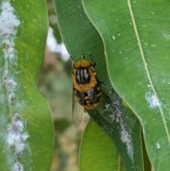 Scaptia sp. (genus) at Acton, ACT - 29 Dec 2020