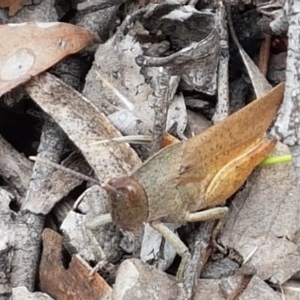 Goniaea carinata at Kowen, ACT - 29 Dec 2020