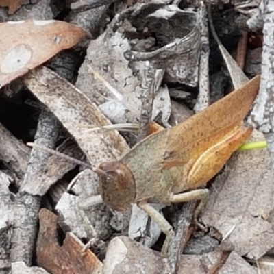 Goniaea carinata (Black kneed gumleaf grasshopper) at Kowen Escarpment - 29 Dec 2020 by trevorpreston